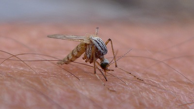 מלריה