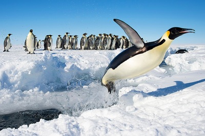זינוק הפינגווין