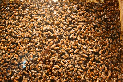 גל הדבורים