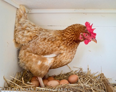 פרדוקס הביצה והתרנגולת