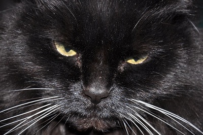 חתול שחור