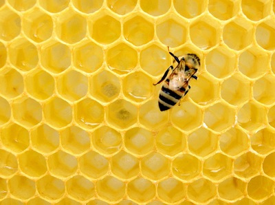מושבת דבורים