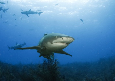 כריש לימוני