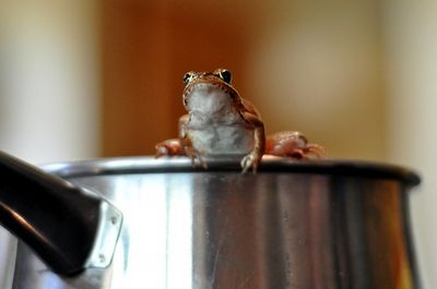 צפרדע מתבשלת