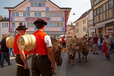 פסטיבל הפרות בשווייץ