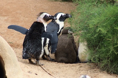 פינגווין אפריקאי