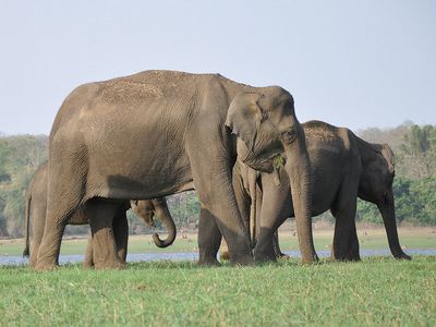 פילים