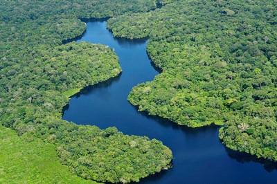 יער האמזונס