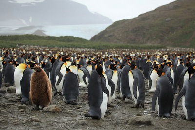 צעדת הפינגווינים