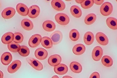 סוגי תאי דם