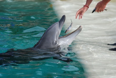 דיג עם דולפינים