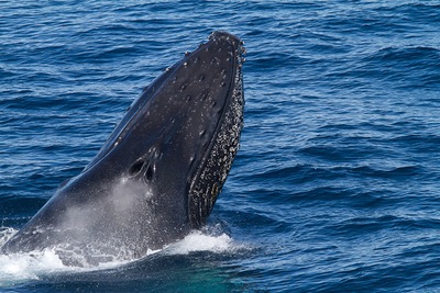 לווייתן גבנוני