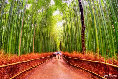 יער הבמבוק